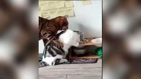 🤣🤣 You laugh you lose cute and funny cat videos compilation