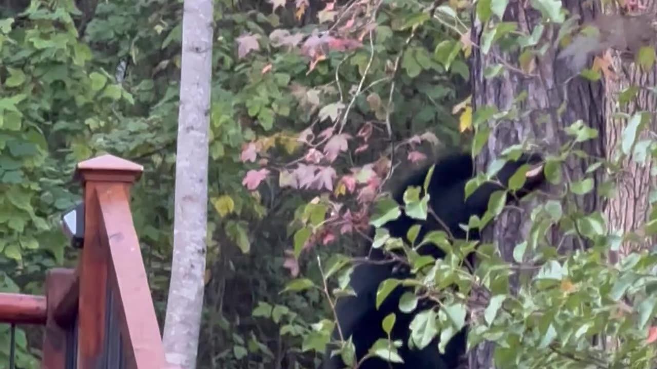 Black Bear Inspects Cabin Steps