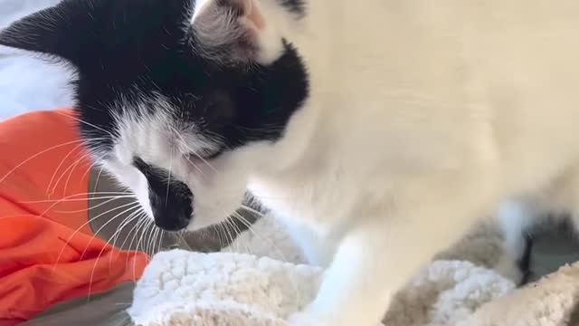 Funny Cats Viral Videos l Our little biscuit maker🤎💛