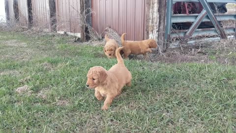 Puppies from Spring 23