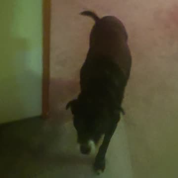 My life, dog comes first before anything else.. night walk rain or shine or blizzard lol everynight