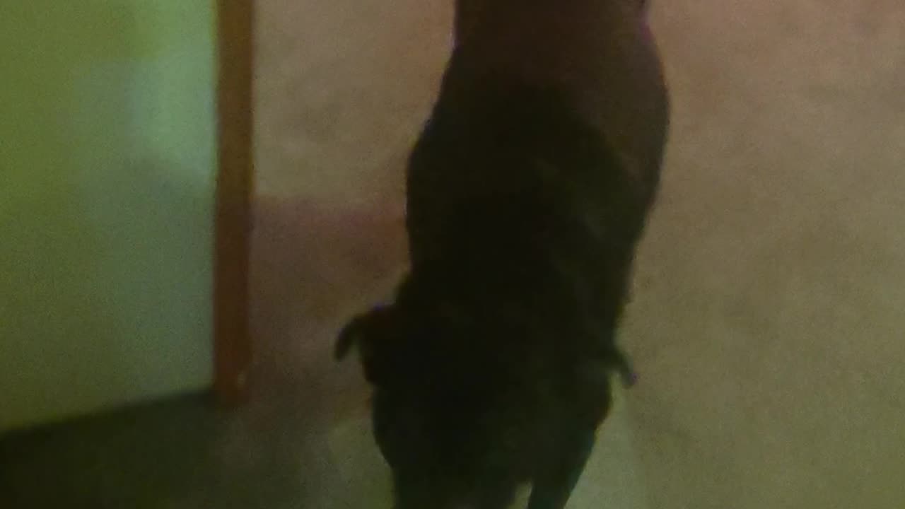 My life, dog comes first before anything else.. night walk rain or shine or blizzard lol everynight