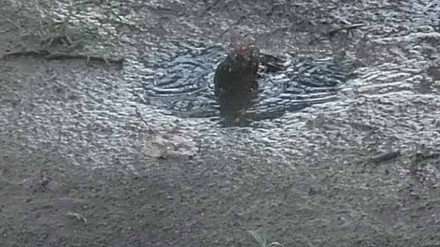 Bird bath