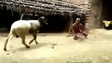 Man Vs Goat