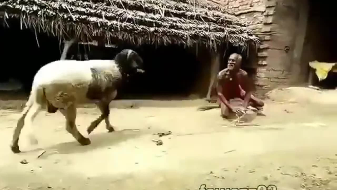 Man Vs Goat