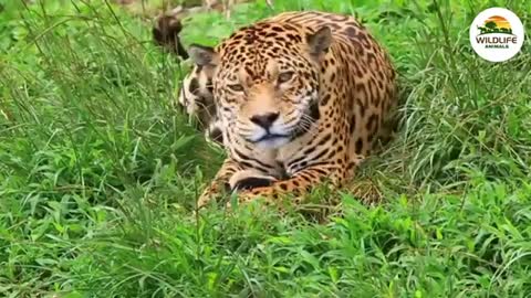 _globe_with_meridians_ Wildlife animals Attract. ...Animals Planet Videos. Discovery Animals Videos