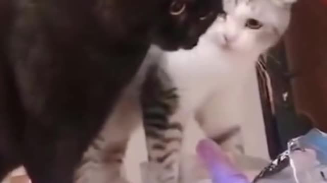 These Funny Cats Decide the Counter Isn't Big Enough for the Both of Them #shorts