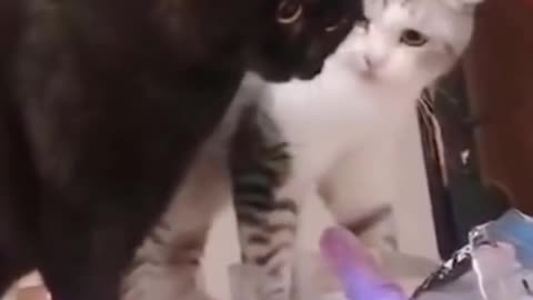 These Funny Cats Decide the Counter Isn't Big Enough for the Both of Them #shorts