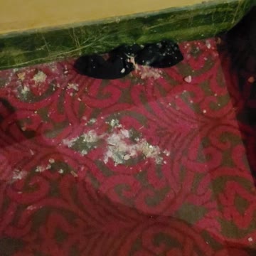 What is it? Gross content