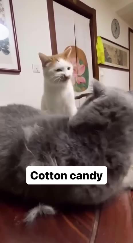 How cotton candy is made 😂😂