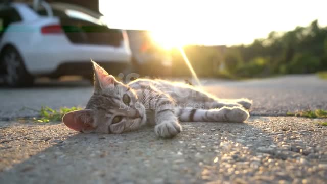 Playful striped kitten laying on sunny road. Real Time.