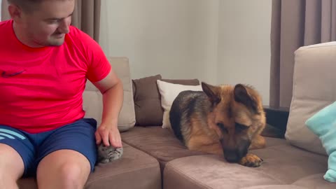 How a German Shepherd and a Kitten Became Friends-20