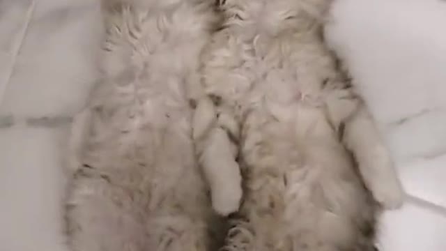 Sleeping cats