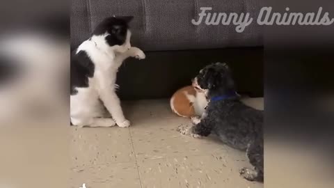 Best Funny Animals