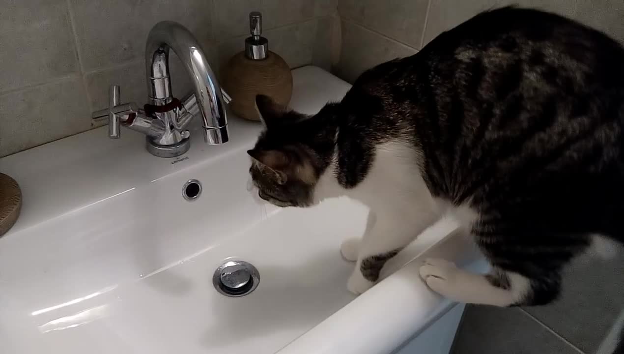 Cat obsessed with stealing hair ties