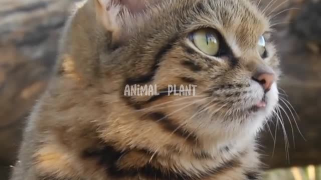 funny but deadly "Black footed cat",do not dare to keep 🤪❗❗#cat #animals