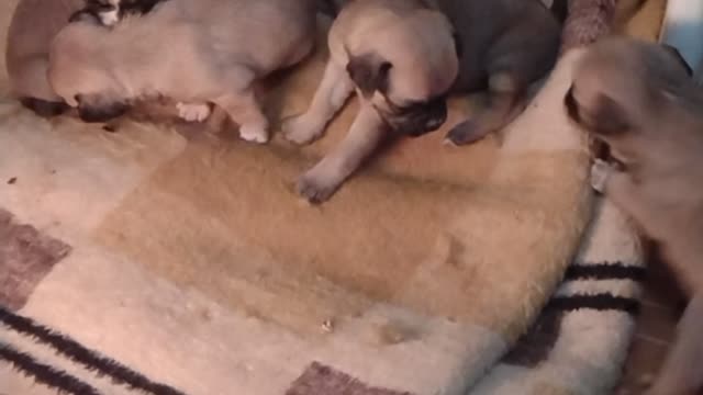 Pug cachorras
