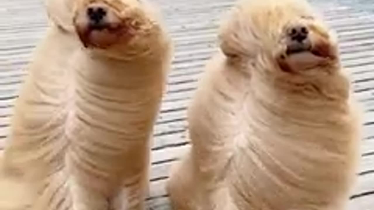 Funny Dogs