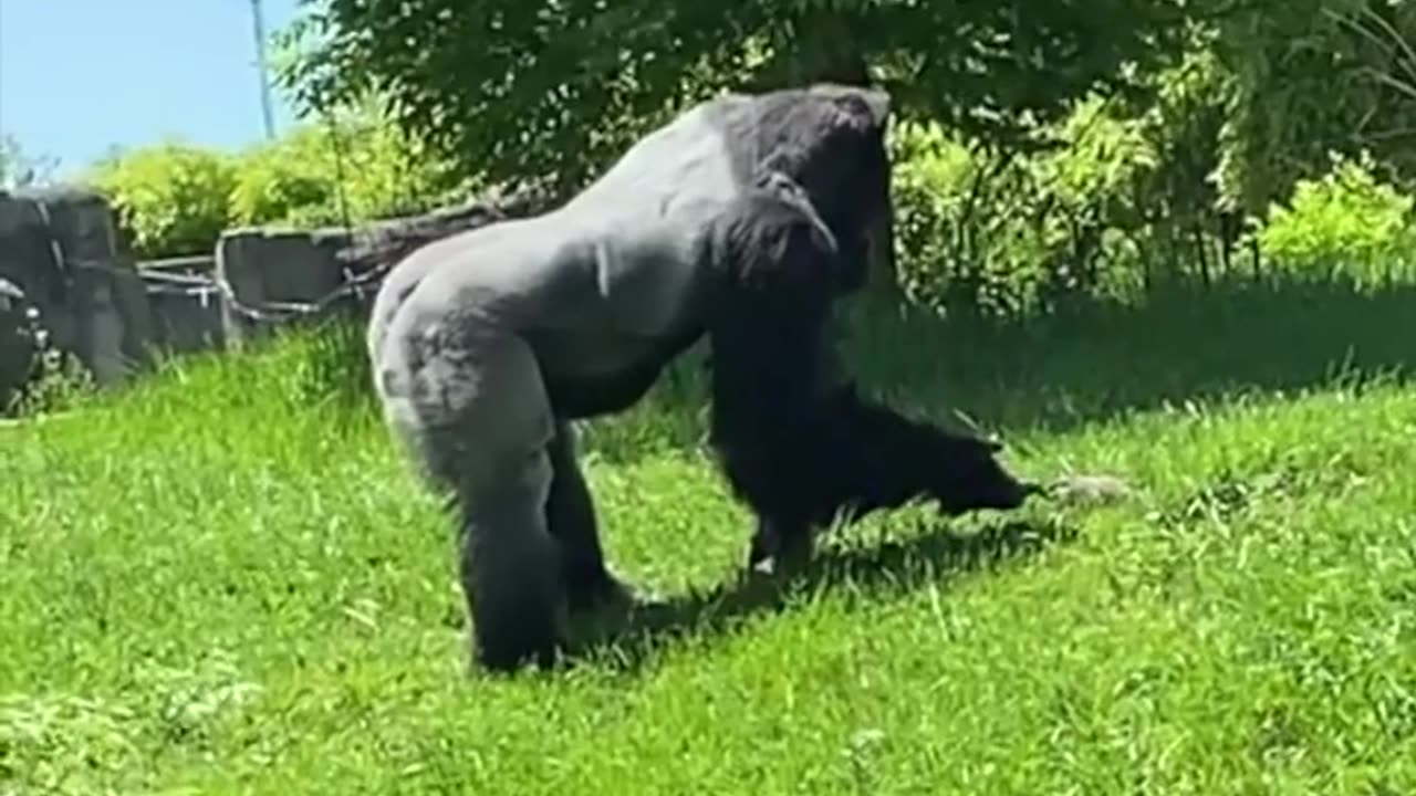 Gorilla petting a groundhog