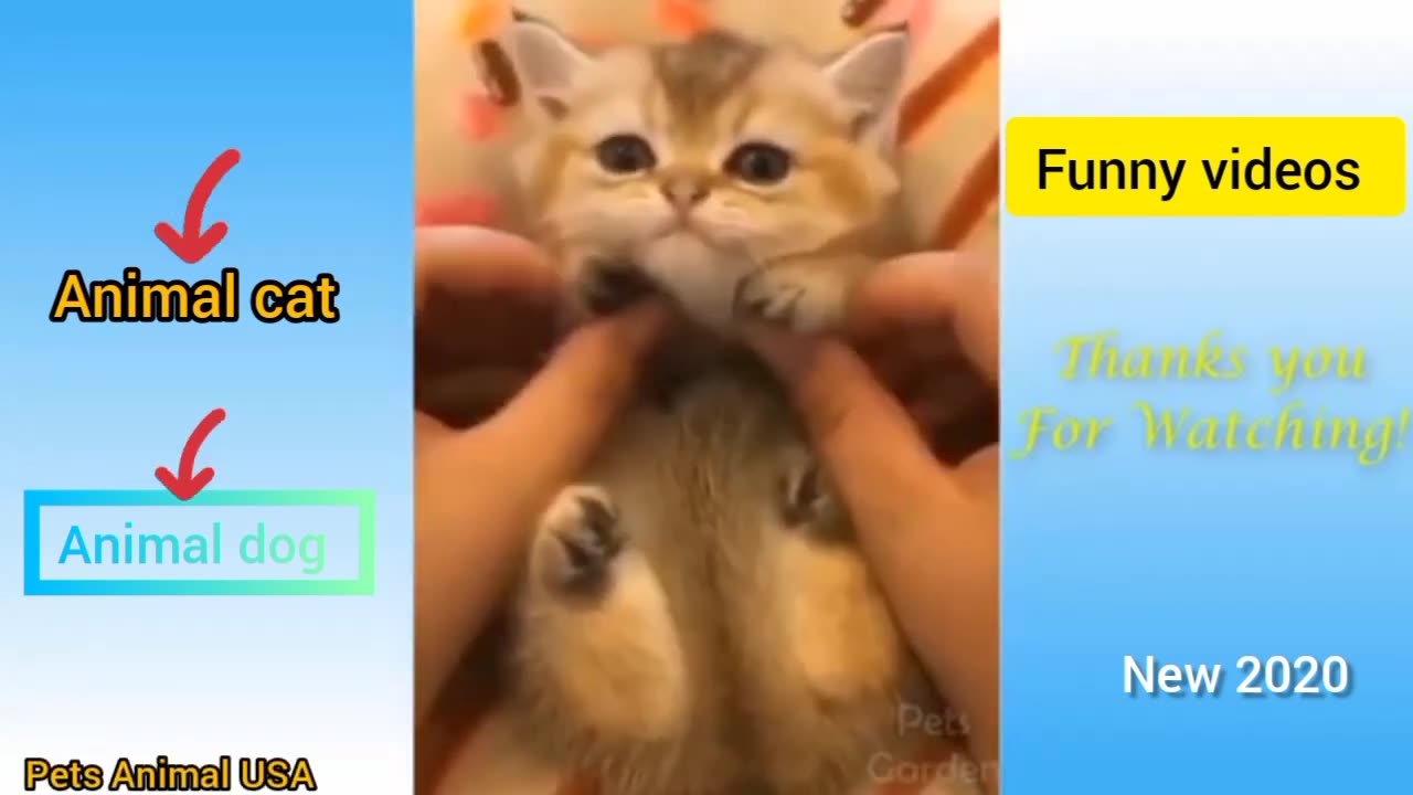 Cute pets animal USA and funny Videos Animal compilation #12