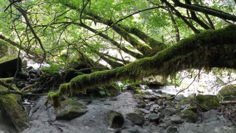 Amazon Rainforest Documentary 4k - The Beautiful World of the Amazon