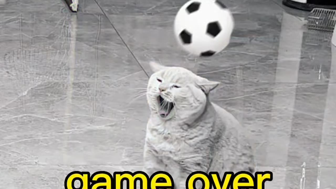 A match of cats