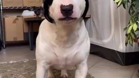 dog#pet#lovely