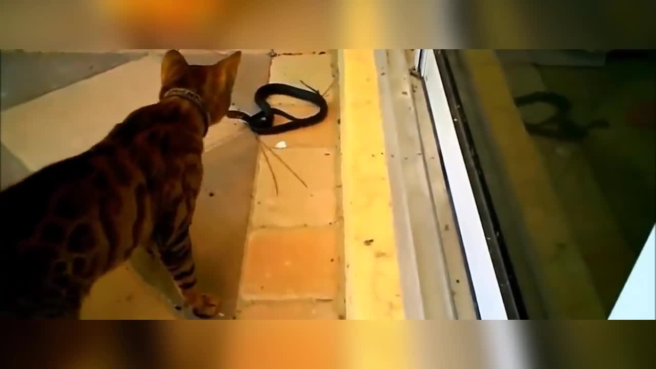 Snake Vs Cat real fight