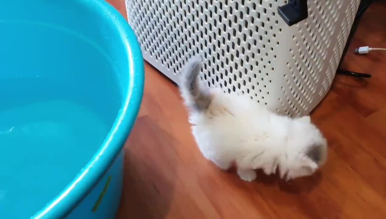 Kitten enjoys first bath!