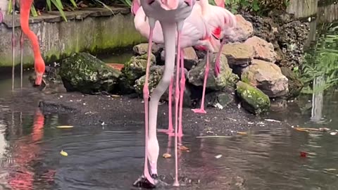 Dancing flamingoes