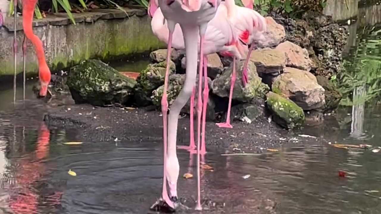 Dancing flamingoes