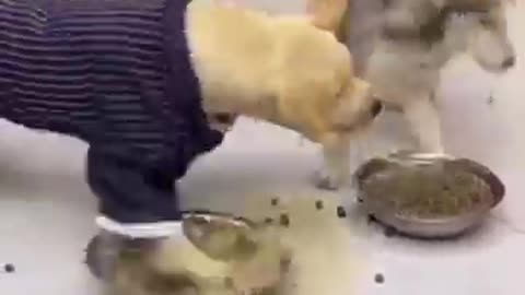 Cat and dog funny video