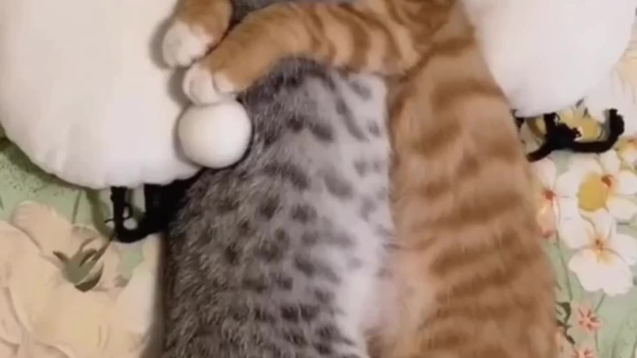 Cute cat funny sleeping positions 😂