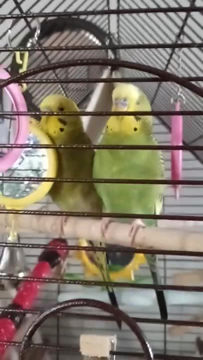 SINGING BUDGIES NIBBLES AND PICKLES