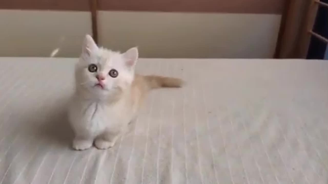 Fun with Cat awesome performance