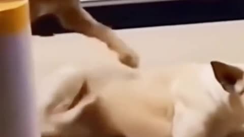 Cats funny videos