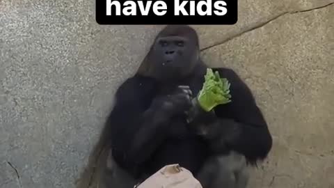 Gorillas eat cabbage