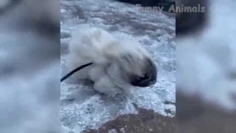 Funniest Videos Cats And Dogs