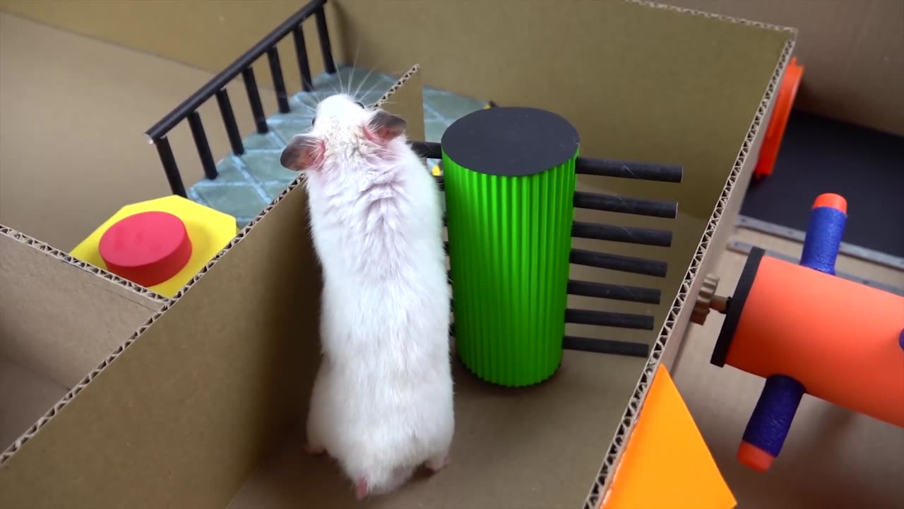 Hamster Escapes the Creative Maze for Pets in real life