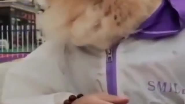 human dog how smart