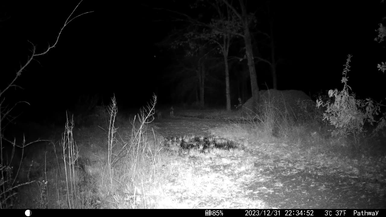 Coyotes on the cross roads