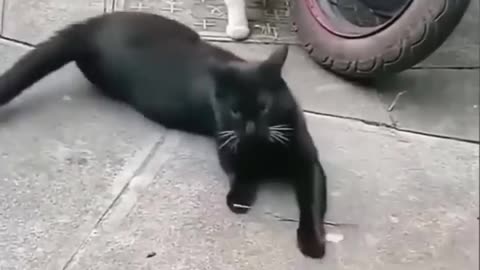 Funny animals
