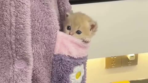 Cute And Funny Cats 😍😍😅😅 #viral #shorts #reels #cat #cats #pets