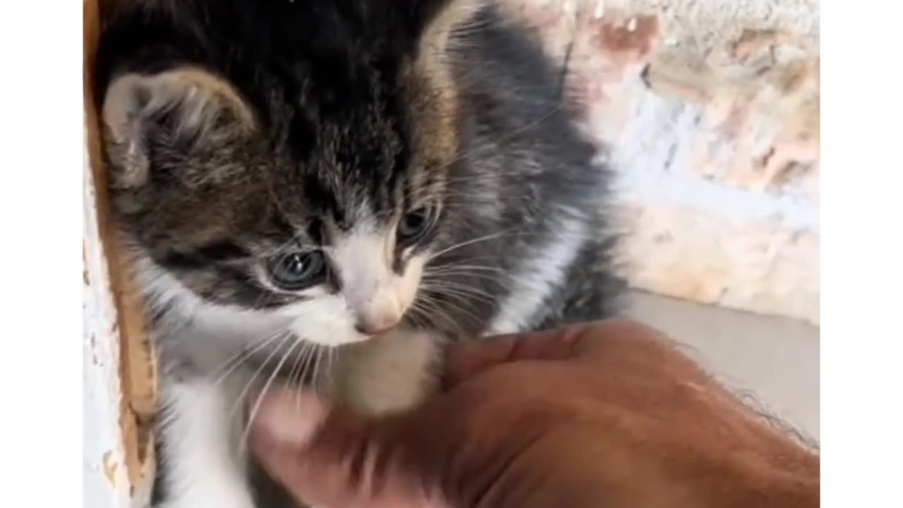 Cute cat video