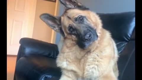 Funniest DOG Videos Ever!!