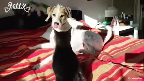 Funny Dog and Cat videos that Make Me Laugh Uncontrollably 😂