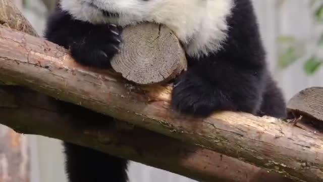 Giant pandas eating