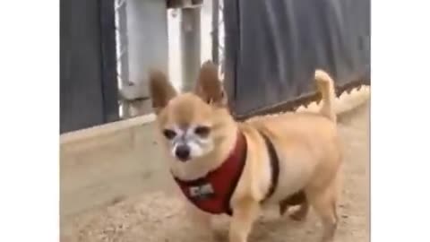 Funniest animal videos😂