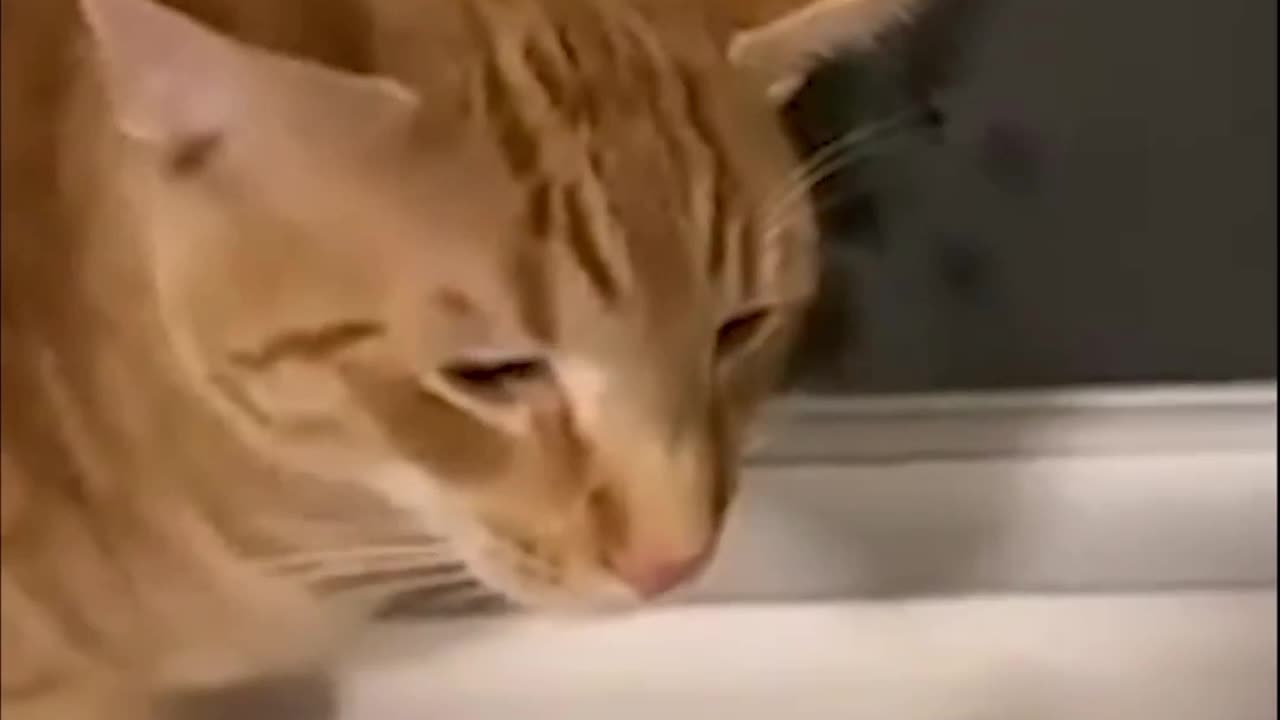 Funny animals