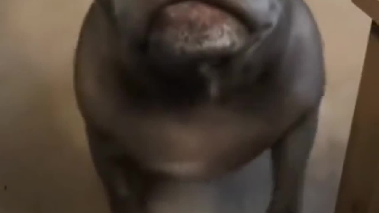 Funny Animals